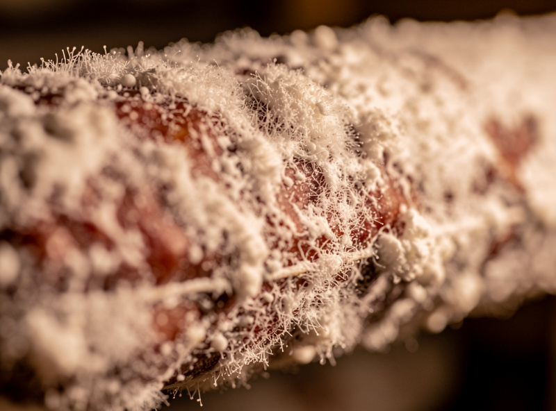 Macro of healthy white penicillium nalgiovense mold flowering across a dry-cured salami casing with even fuzzy coverage