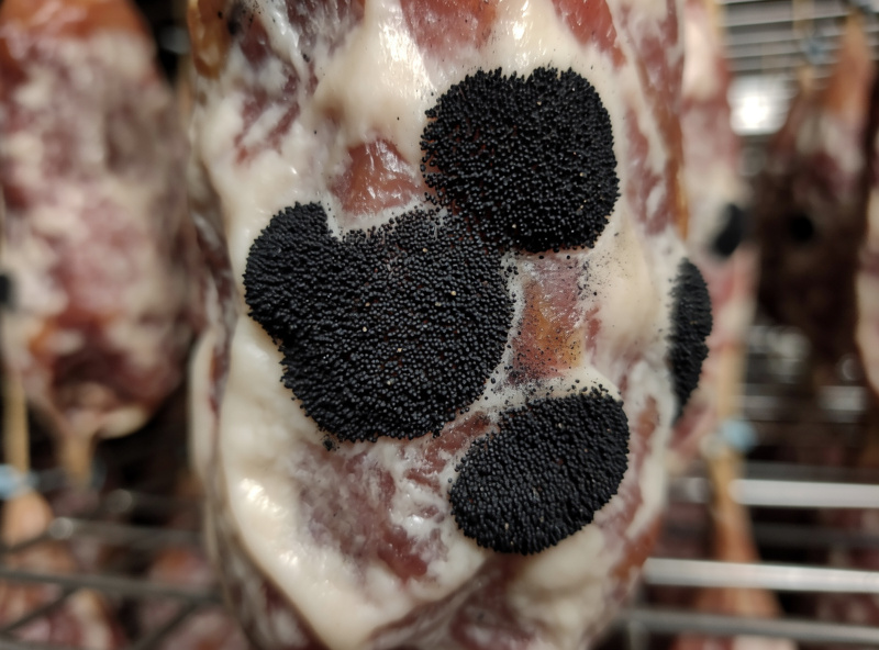 Extreme macro of dark Aspergillus niger mold spots on a hanging salami casing with dry powdery texture