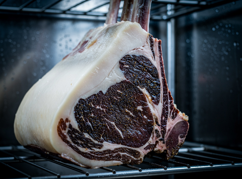 Whole bone-in ribeye subprimal with thick fat cap hanging in a dry aging chamber