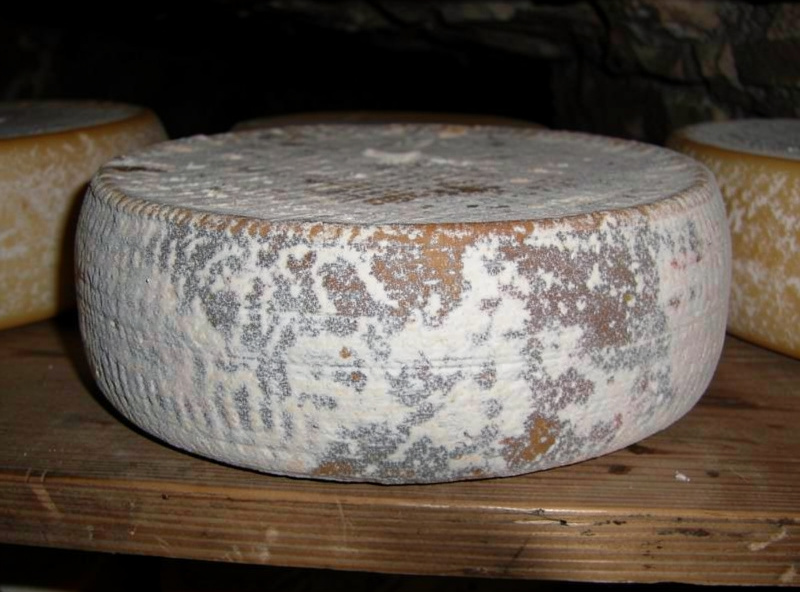 Natural-rind aged cheese wheel with a dusty grey-white mold surface on a wooden cave shelf