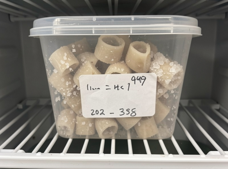 A labeled dated airtight container of salt-packed casings on a refrigerator shelf